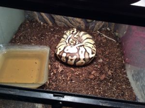 Ball Python (w/ Enclosure)