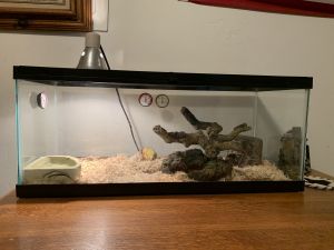 Female Pastel Ball Python