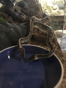 Ball Pythons