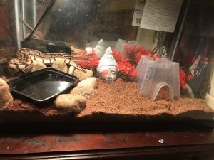 Ball python