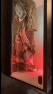 Sweet Ball Python for sale