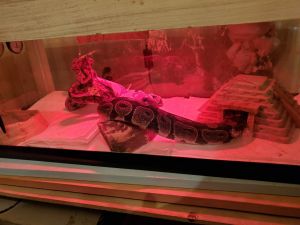 Ball python and everything youd need for it.