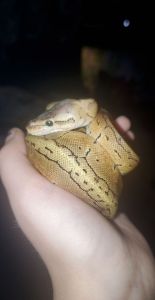 chocolate lemon blast ball python