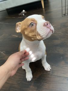 Boston bulldog for sale