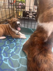 ???? Basenji Puppies for Sale / Rehoming – Puerto Rico ????????