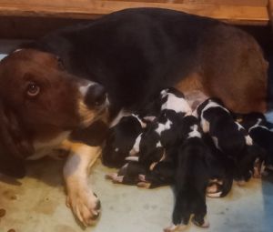 Basset Hound Purebred parents