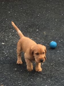 Basset Fauve De Bretagne Puppy For Sale