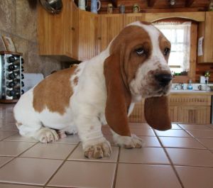 giving Basset Hound Puppies