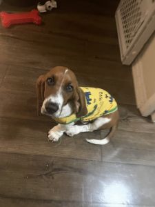 Snoopy needs a home