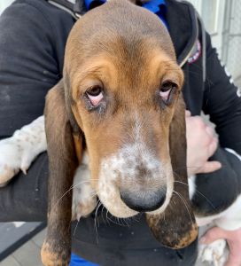 Basset Hound Mercy-Female