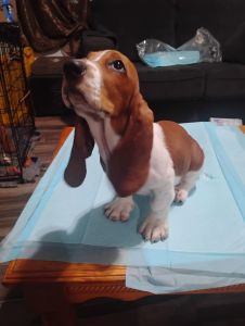 8 weeks old Bassett Hounds