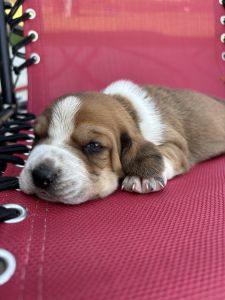 Tennessee Long Ear Basset Hound