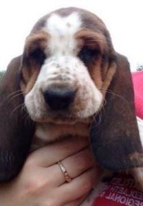 Beautiful Litter Of Basset Hound Puppies