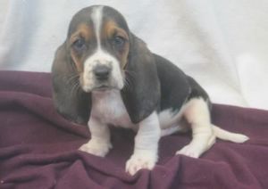 Oustanding basset hounds pups
