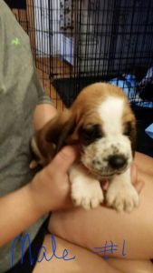 Bassett hound puppies