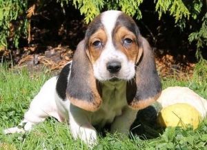 Home-raised Basset Hound Puppies Ready Now