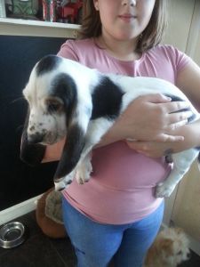 Kc Registered Basset Pups Ready Now