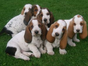 Basset Hound Puppies