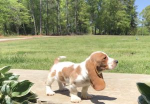 AKC Basset Hound Male Puppy 8wks old