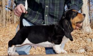 100% European bred Basset Hound Puppies text (***) ***-***7