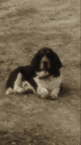 Basset hound puppies