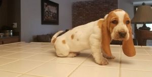 Pure bred American Basset Hound puppies