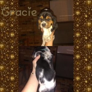 Bassett Hound Puppies