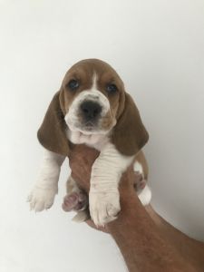 Basset Hound puppies