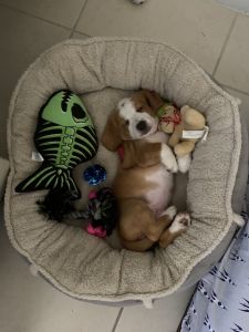 Adorable 3 month basset girl