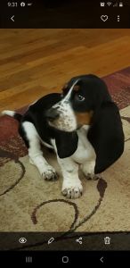 AKC BASSET HOUND FEMALE