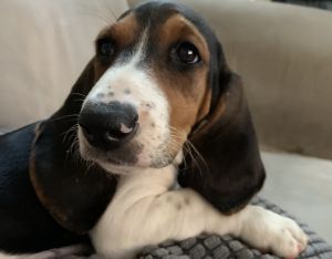 12 week old Basset Hound PUPPY