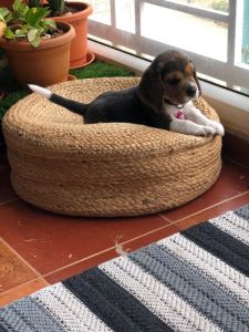 Beagle Male 45 days pup