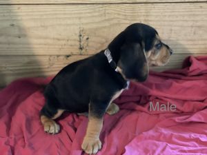 AKC Black and Tan Male Beagles