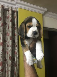 Beagle Female Pup 2 month old