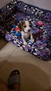 Beagle for sale