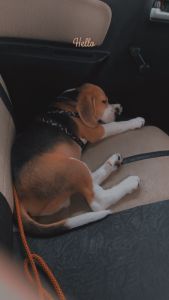 I want to sell my male puppy