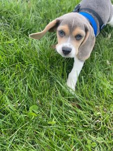 Beagle for sale