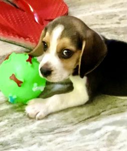 Very qute Beagle puppy is with me