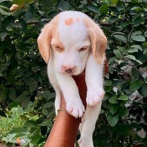 Male Beagle Lemon Colour
