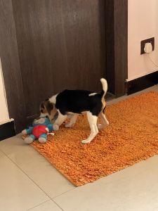 beagle puppy for sale