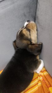 1 month old Male Beagle Puppy for sale