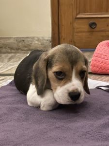 Beagle dog