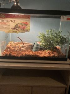 Pygmy red tail boa constrictor