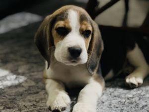 9 months old trained active male Beagle