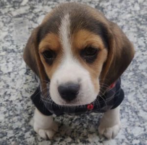 Beagle for sale