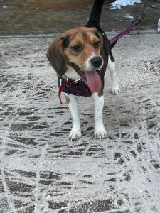 Beagle for sale