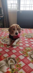 Looking a nice home for 7 month old healthy male Beagle
