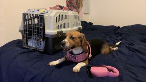 Full Breed Female Beagle