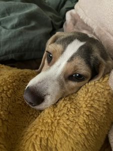 Pure bred blue beagle