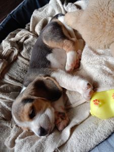 We have good quality male beagle puppy